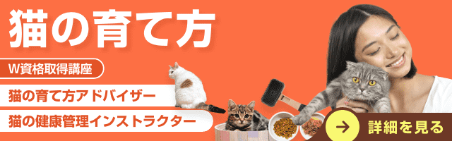 猫の育て方資格講座